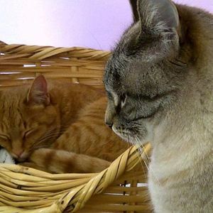 Meet your Posher, Rae